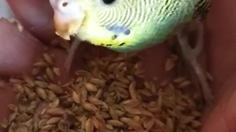 My Bird eating his lunch