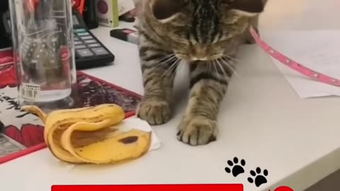 Funny animals 2023😆 - Funniest Cats and Dogs Video🐕🐈262 #shorts