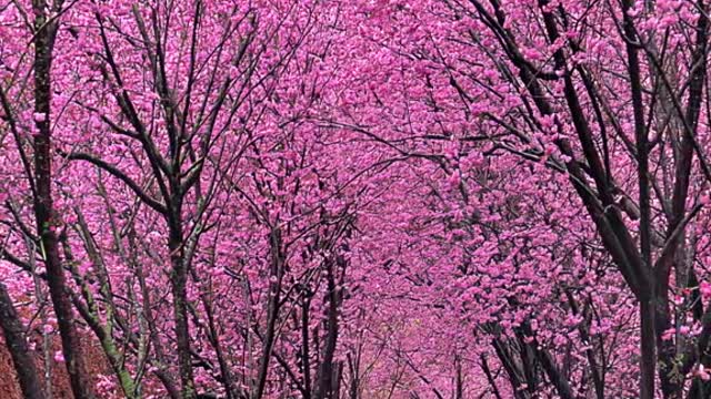 flower rain road