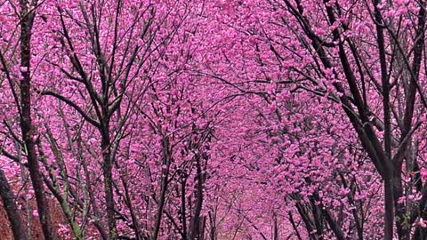 flower rain road