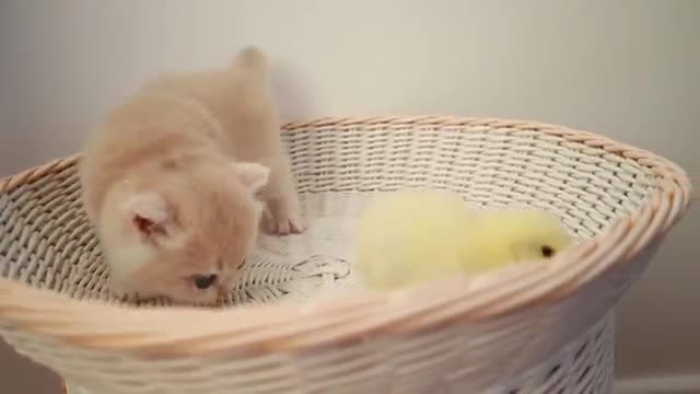 Kittens walk with a tiny chicken