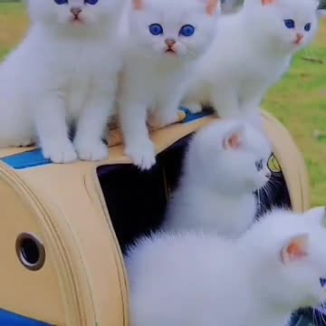 OMG So Cute Cat Video ❤ #cat #kittens #short