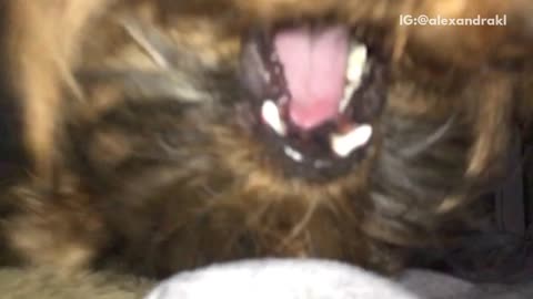 Slow motion video shaggy brown dog attacking and playing with owners hand in bed