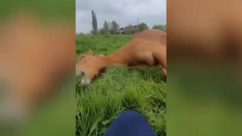 Lazy horse