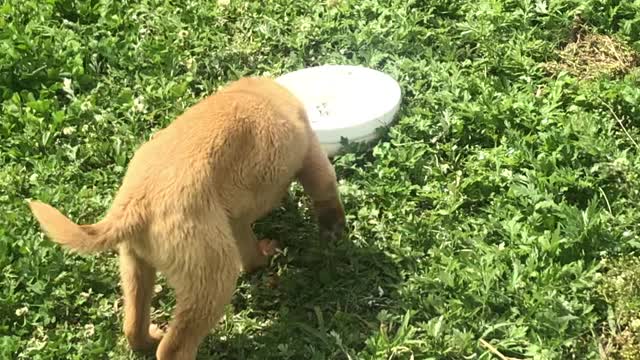 Cute puppy is eating rice