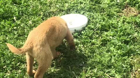 Cute puppy is eating rice