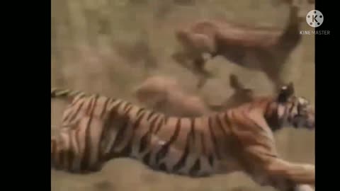 Tiger attack