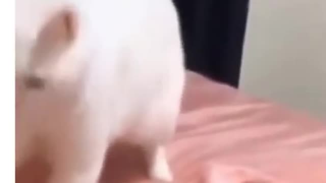 Funny Cat Reacting to Music Best Videos