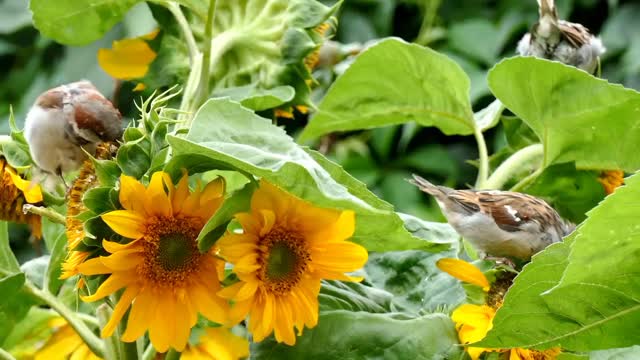 Bird sounds on morning || natural sound of Bird for sleeping || relaxing mind sounds.