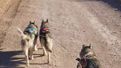 Loki's Debut Run with the Big Dogs Pt 3