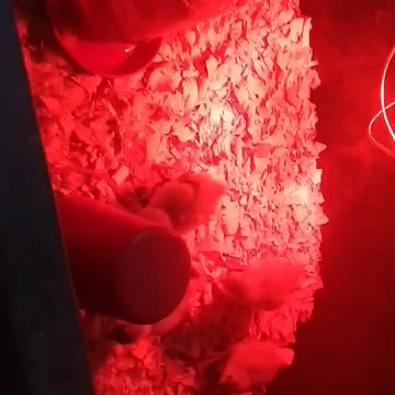 Chicks in a brooder Part 13