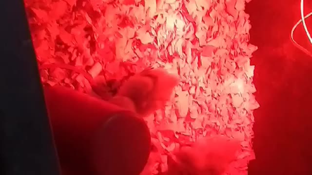 Chicks in a brooder Part 13