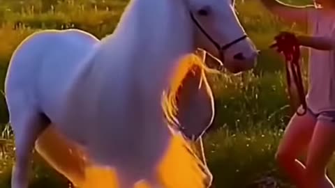 white horse (pegasus)