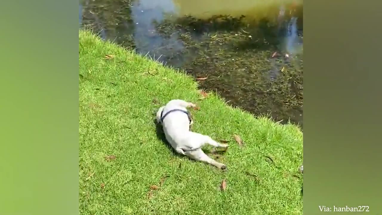 When God sends you a funny dog 😅