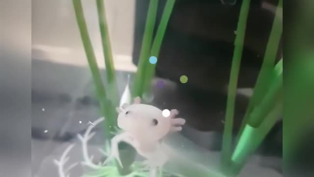 Baby Axolotls are the cutest animals in Existence