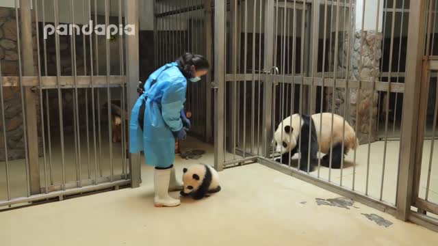 Panda keeper gives the baby cub back to his mum