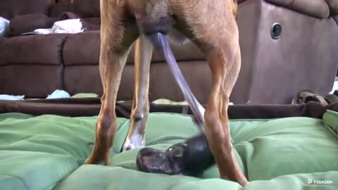 Dog Has Amazing Birth While Standing so great