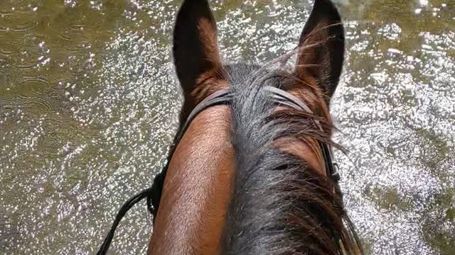 JJ crossing the Creek at Waterloo - 22 Sept 2022