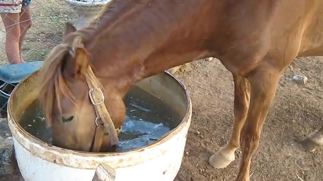 Determined pony goes apple bobbing