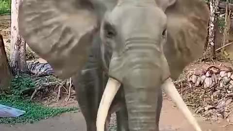 elephant home coming