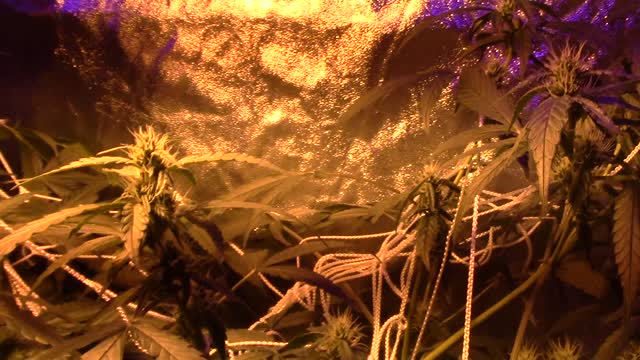 batch #2 growth journal