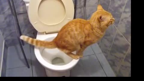 Gato en el bano