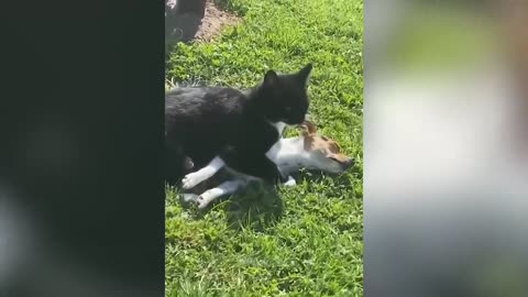 New Funniest Cats And Dogs Videos 😁 Best Of The 2024