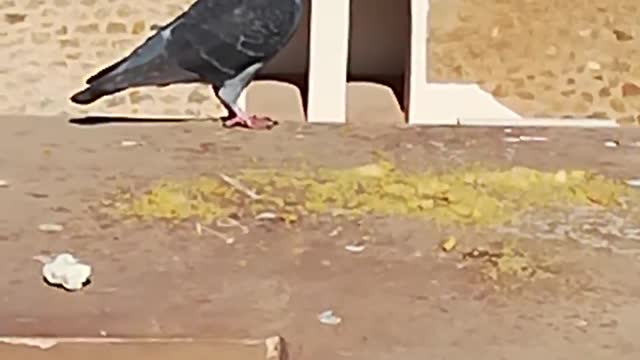 A pretty pigeon in Santa Cruz Oran