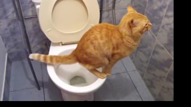 no sand, modern cat uses toilet