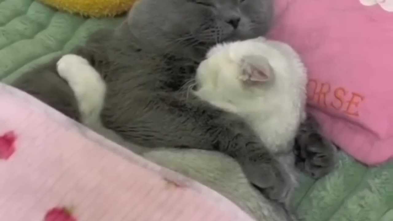 The cutest couple | Adorable cats@#