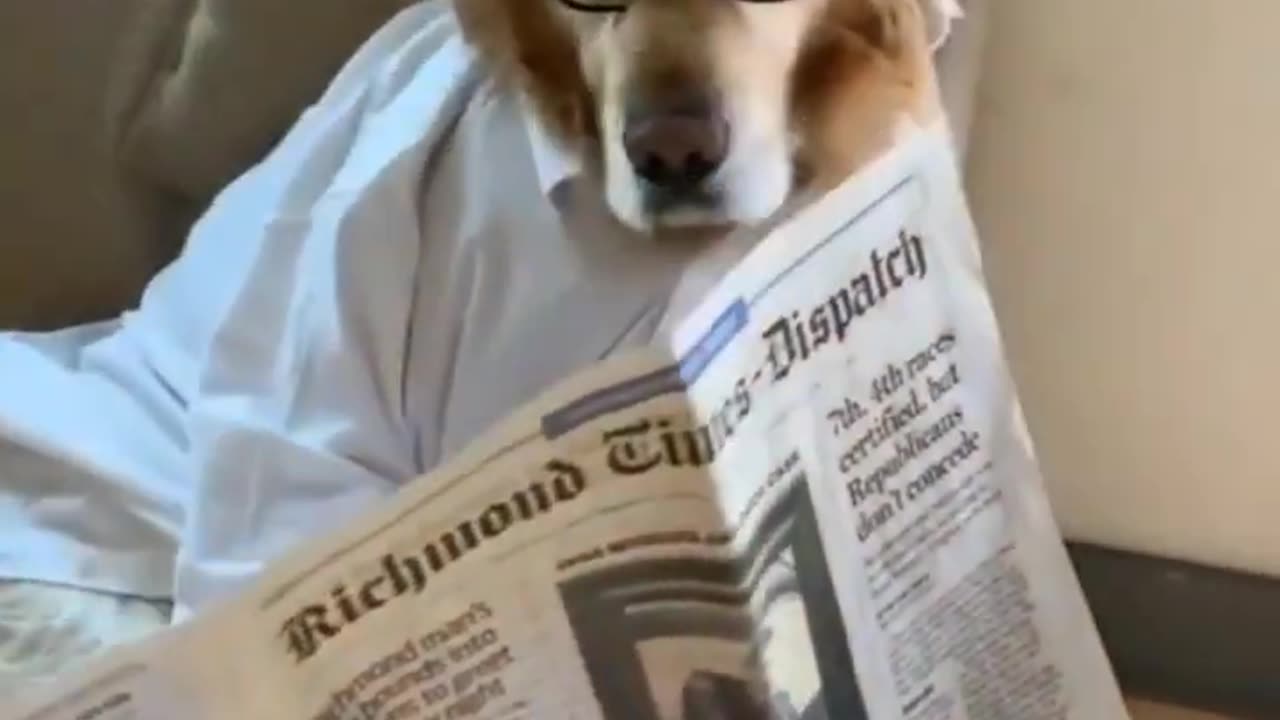 Funny dog video | cute dog video | cute animal video | dog is love |