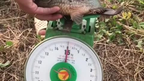 This is a beautiful and charming water-dwelling species