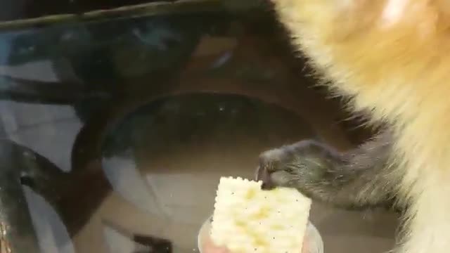 My monkey feeds me potted meat and crackers