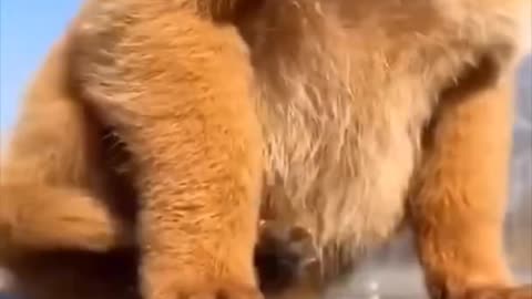Funny cats 🐈😺