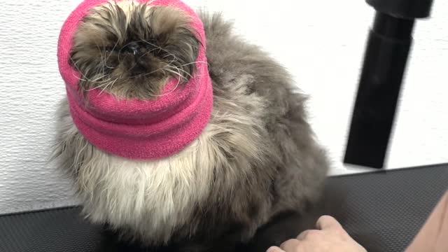 Return of the Trash Goblin with the wild whiskers - Our pets