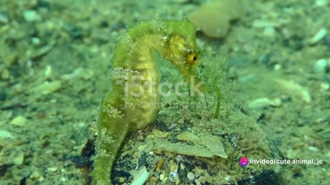 The Dance of the Seahorses: Enigmatic Creatures in the Shallows