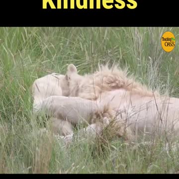 Dad lion hugs young cub 🌴Lion Cuddles Cub🌴 Lion Kindness#shorts