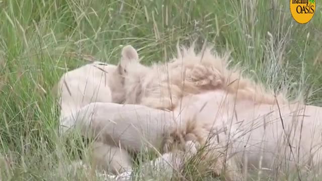 Dad lion hugs young cub 🌴Lion Cuddles Cub🌴 Lion Kindness#shorts