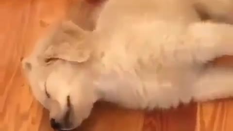 Best Funny Animal Videos 2022 😺 Funny Dog Videos 2022 😁 Funniest Dog Videos 😁😇