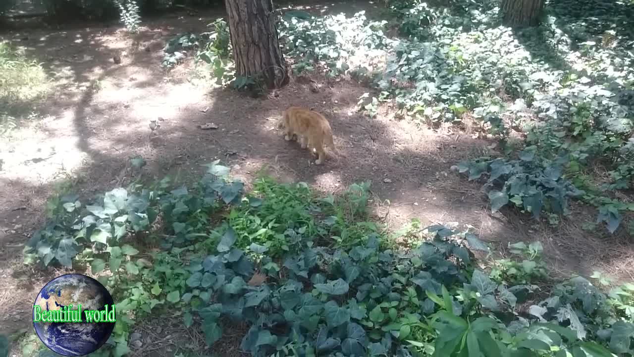 The cat is resting | funny cat | Playful cat | cats | most popular cat video | popular cat video