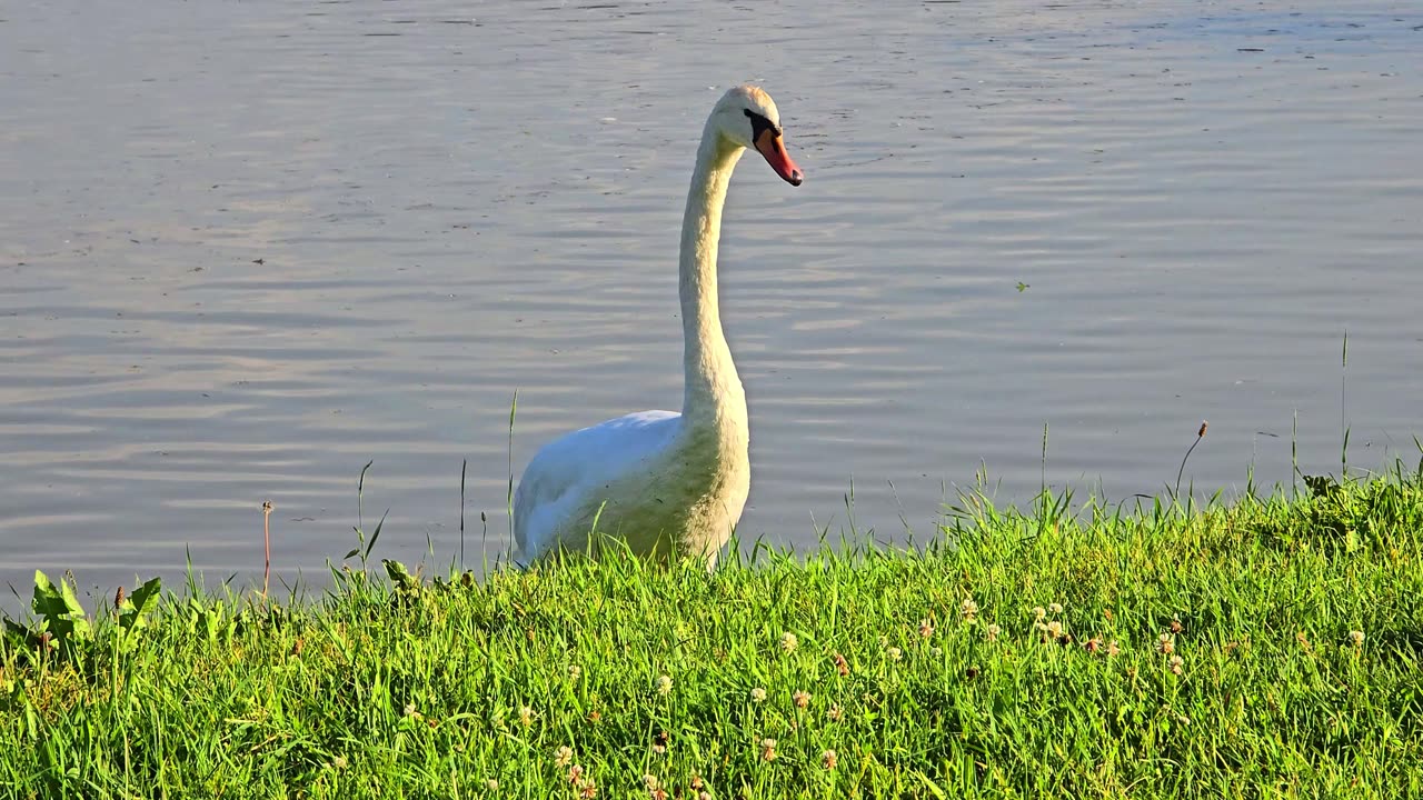Swans filmed at close range / beautiful swans by the river.