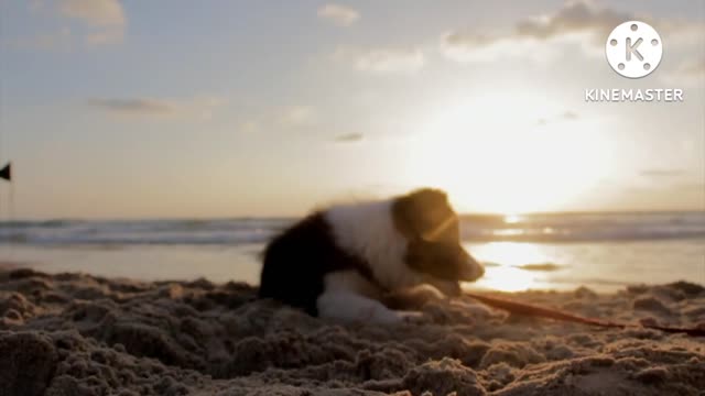 Puppy dog playful beach 🏖️ sand