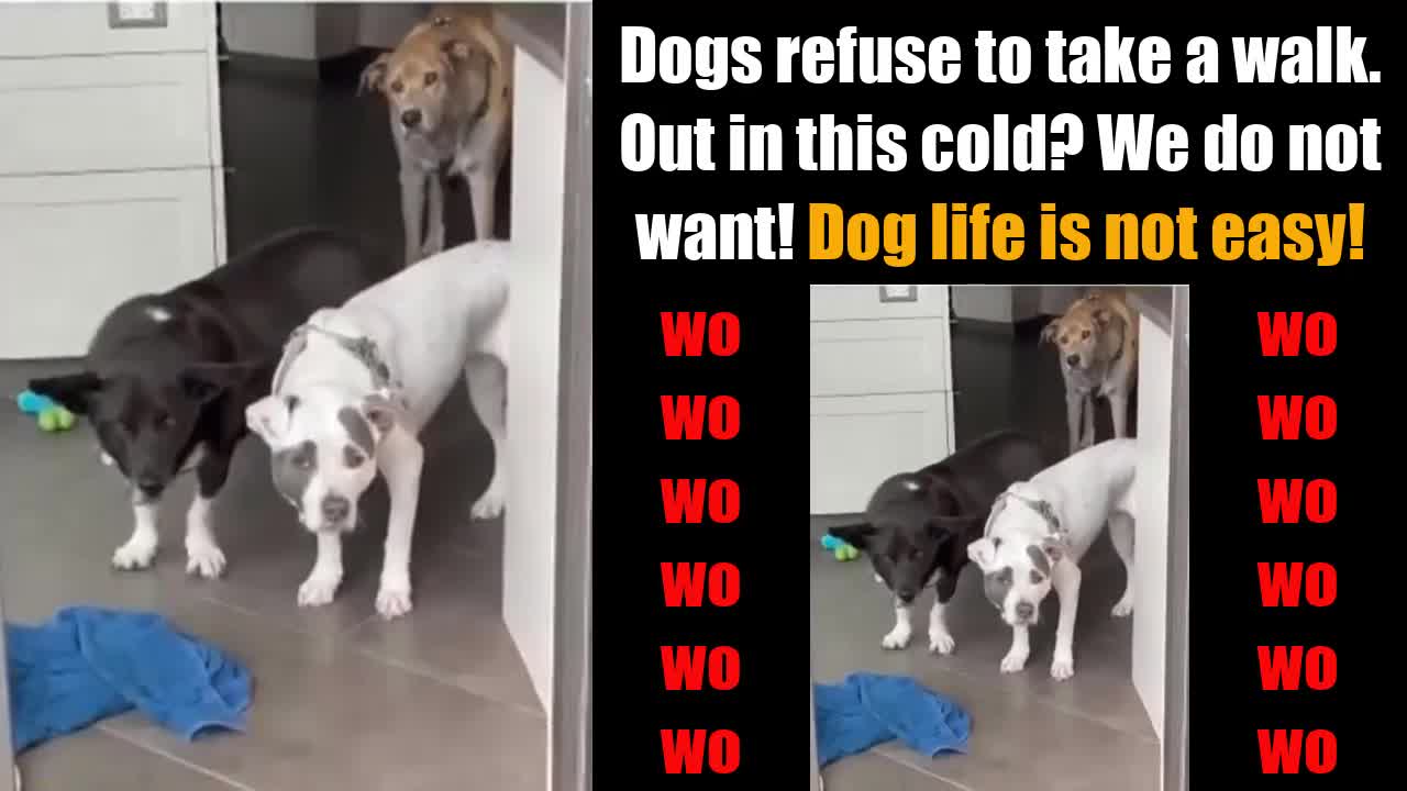 🐕 Dogs refuse to walk. Going out in this cold? We do not want! 🐕