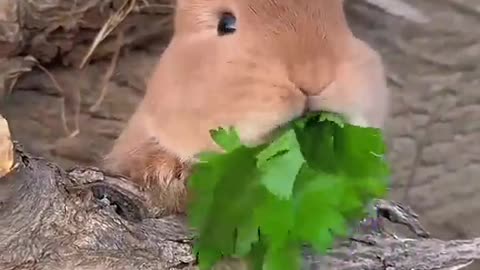 The little pig helps the rabbit eat c....Rabbit eat🥬🥬🥬ing vegetables