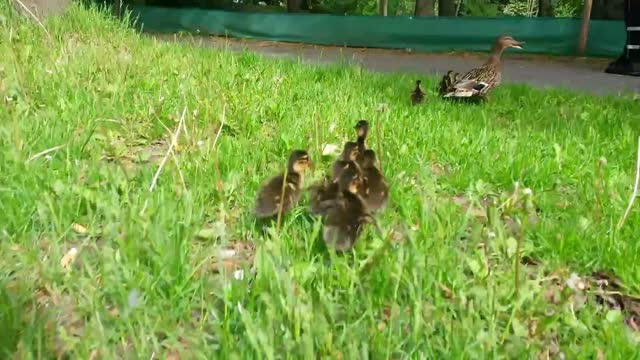 Saving a duck family crossing a busy street in cologne