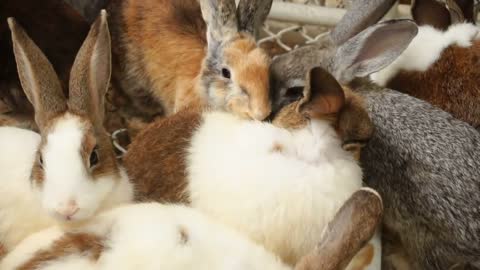 Slow motion zoologist watching at rabbits in cage, scientist fixing necessary data for research