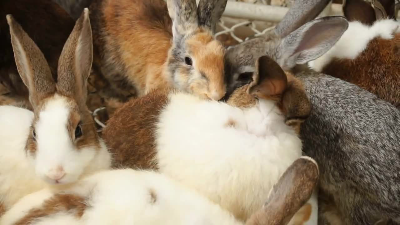 Slow motion zoologist watching at rabbits in cage, scientist fixing necessary data for research