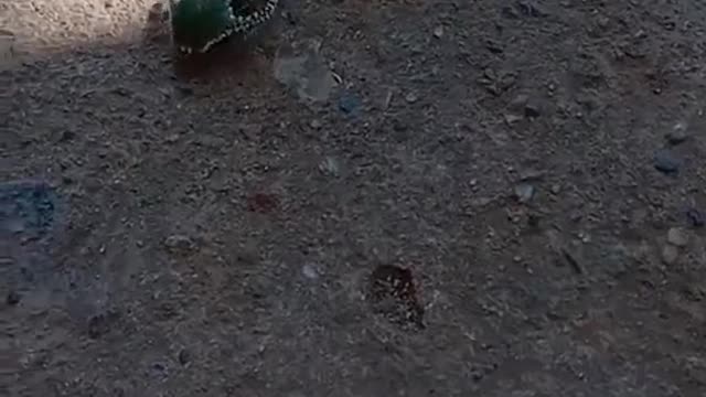 Beautiful Dragonhead Caterpillar Inches Across the Ground