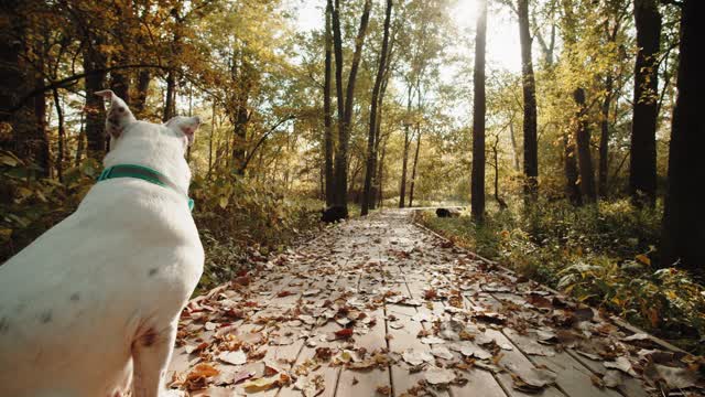 A White Dog Sitting on a Paved Pathway