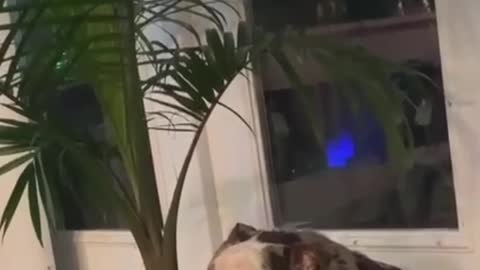 Doggy Too Tired to Destroy Plant